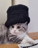 gato, gato gato, chapéu de gato, chapéu de gato, gatos engraçados