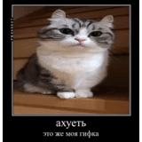 cat, cat, a hui cat, prozac meme, seals are ridiculous