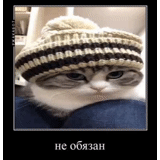 gato, kote, gato, sombrero de gato