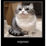cat, cat, cat meme, seals are ridiculous, cute cats are funny