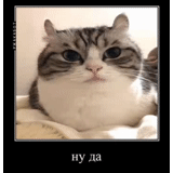 cat, die katze, kätzchen, tiere und katzen, fette katze meme