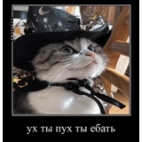 cat, kurt, pirate cat, oblique cat, cat spangles breed