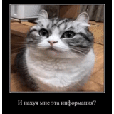 cat, cat, seal, cat meme, mujimeixi rock