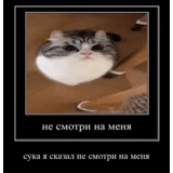cat, cat, seal, cat humor, inscription of cat meme