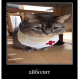 dottore gatto, dr cat, medici di gatti, il gatto è un'infermiera, dr cat mem