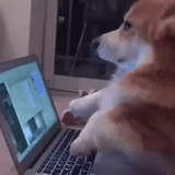 корги, животные милые, собака ноутбуком, собака сутулая за компьютером