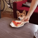 корги, корги джен, собака пицца, собака ест пиццу