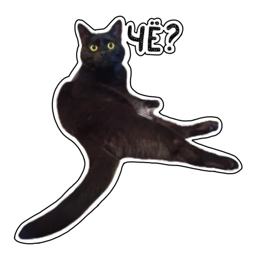 kucing, stiker, kucing hitam, stiker kucing