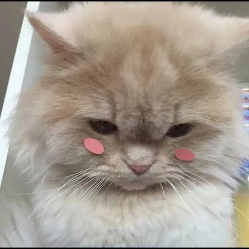 cat, angry cat, the cat is angry, cute cats, evil cute cat