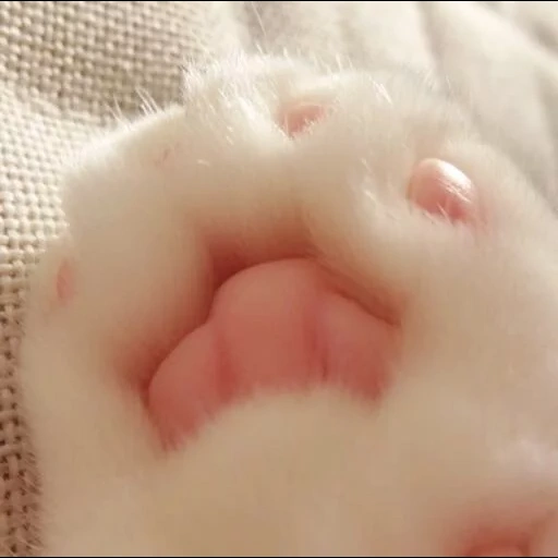 foot, part of the body, kotik's foot, cat foot, cat pillows