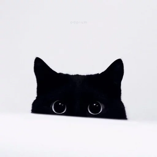 facebook, chat noir, chat noir, les chats sont noirs, le chat noir jette un coup d'œil