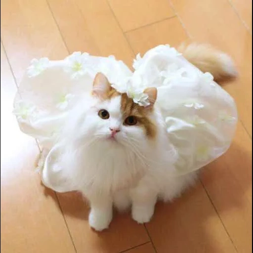 кот, кошки, белая кошка, кошка невеста, белая кошка невеста