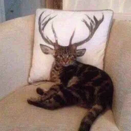 cat, cat deer, the cat is funny, cat with horns, funny animals