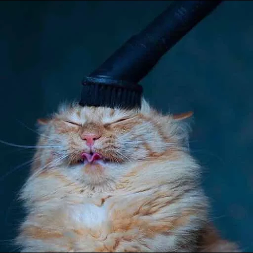 cat, the cat is angry, evil cat, the cat is funny, crazy cat