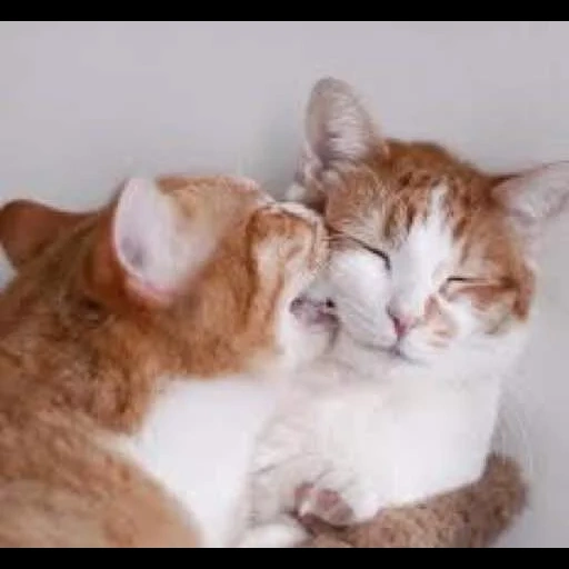 котики любовь, влюбленные коты, обнимающиеся коты, влюбленные котики, обнимающиеся котики