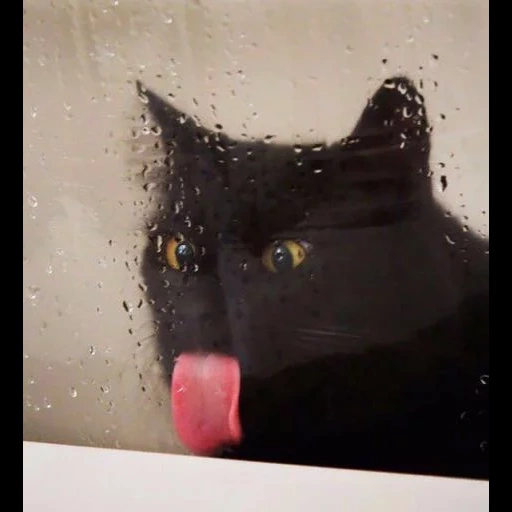 schwarze katze, schwarzer kater, katze, die katze ist schwarz, schwarze katze mit einer zunge