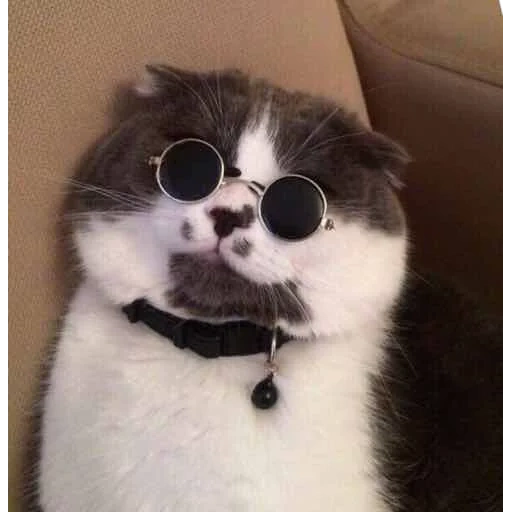 cat of black glasses, cat of round glasses, cat of black glasses, cat of round glasses