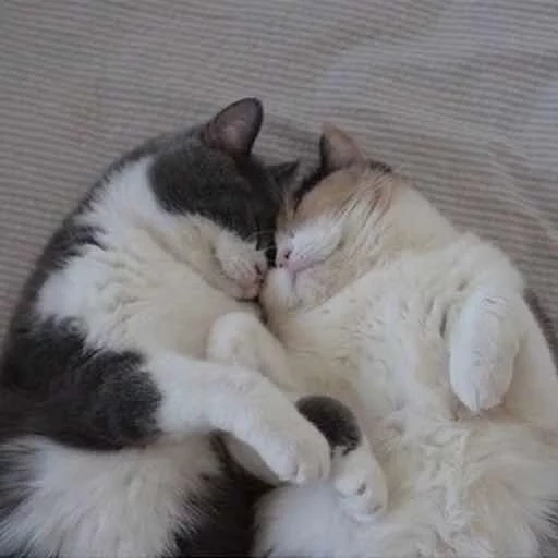 коты пара, два котика, котики любовь, парные котики, обнимающиеся котики