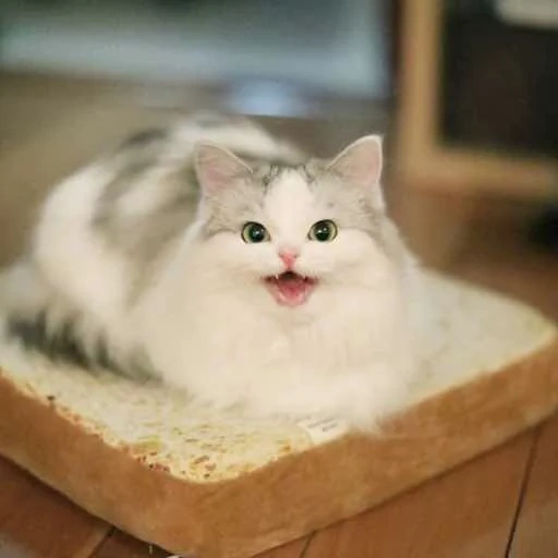 кот, котики, кот хлеб, милые котики, животные милые