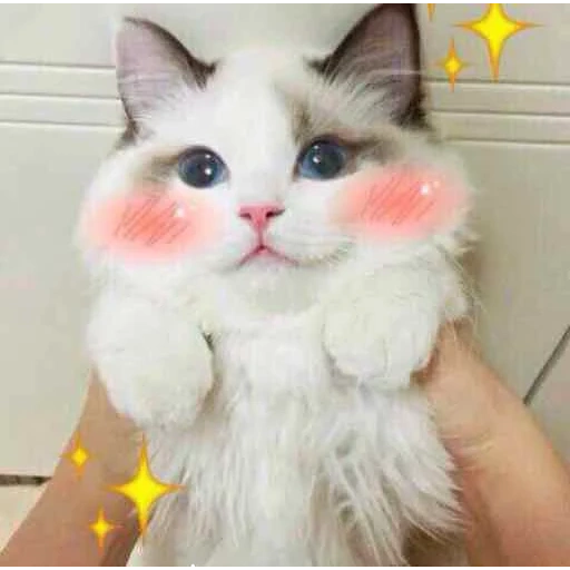 cat, cat, cat, cute cats, the cat is pink cheeks
