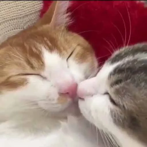 ténèbres, un chat embrassant, embrasser les chats, amour de la paire de minou, au lieu de mille mots