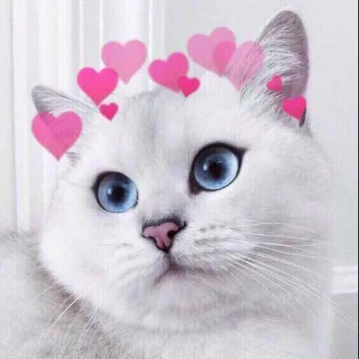 cat kobi, kobi cat, cute cats with hearts, nyshny cats with hearts, cat with hearts overhead