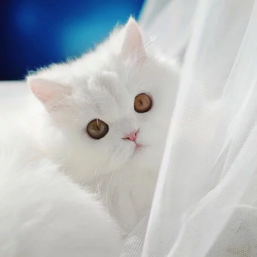 gatto, gatto bianco, il gatto è bianco, gattino bianco, il gatto britannico è bianco