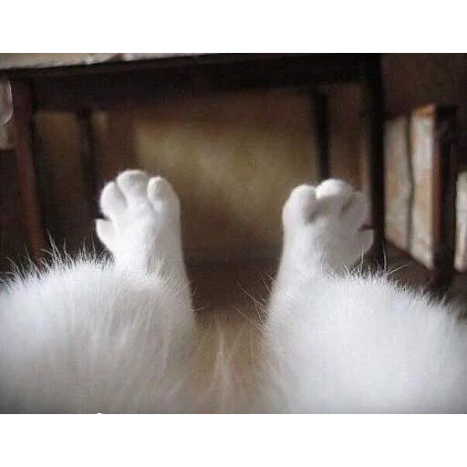 foot, fluffy, white fluffy, fluffy legs, i'm white fluffy
