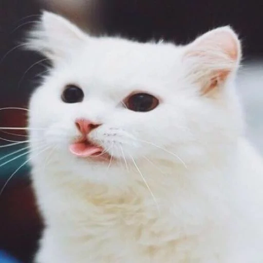 kucing, kucing kucing, cat nyashka, kucing putih, meme dengan kucing putih