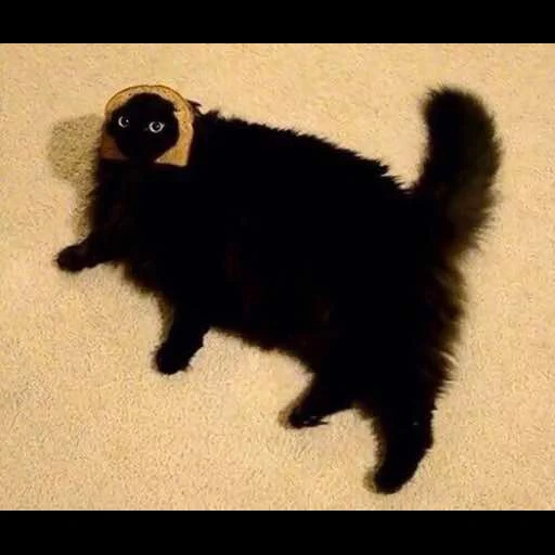 kucing, kucing hitam, kucing halus, kucing hitam yang keras kepala, cat vasya black fluffy