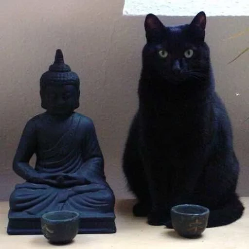 chat bouddha, chat noir, cat bouddhiste, le chat est noir, chat zen bouddhiste