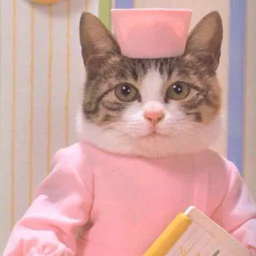 dokter kucing, mem cat, cat, dokter kucing, dr cat mem