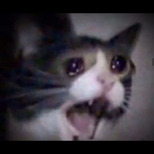 crying cat, плачущий кот, плачущий мем кот, кошка плачет мем, плачущие коты мемы