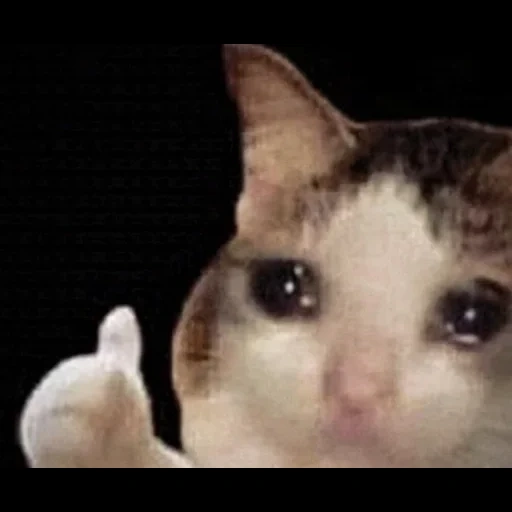 cat cry, котик мем, плачущие коты, милый котик мем, мем плачущий кот