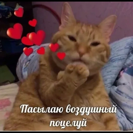 кот, котик, кошка, животные милые, кот посылает воздушный поцелуй