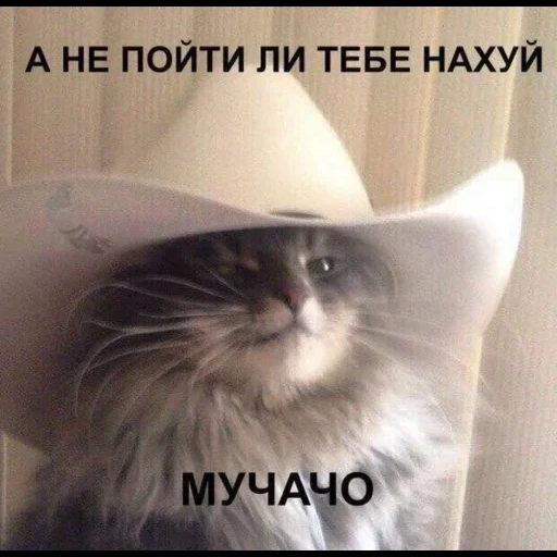 кот, котик, кошка, кот мем, милые котики смешные