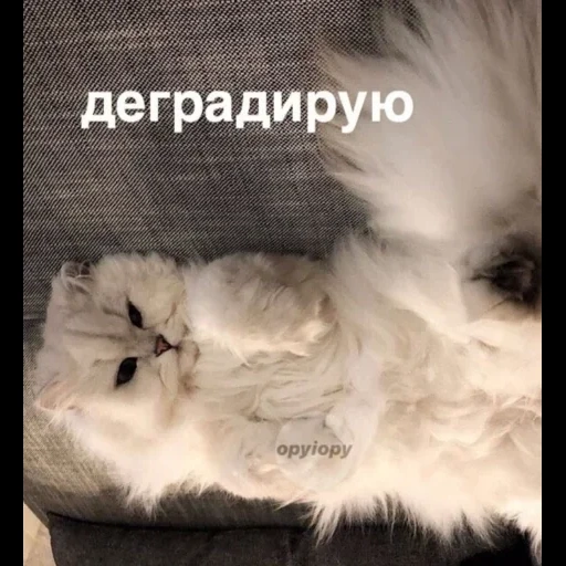 кот, кошка, котики, кошечка, персидская кошка