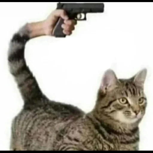 cat, кот пистолетом, котик пистолетом, кот пистолетом мем, кот стреляет пистолета