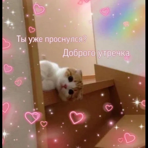 милый кот, милый текст, милые котики, животные милые, котик желает доброго утра