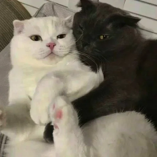 котик, кошка, кот кошка, милые котики, черный белый котик обнимаются