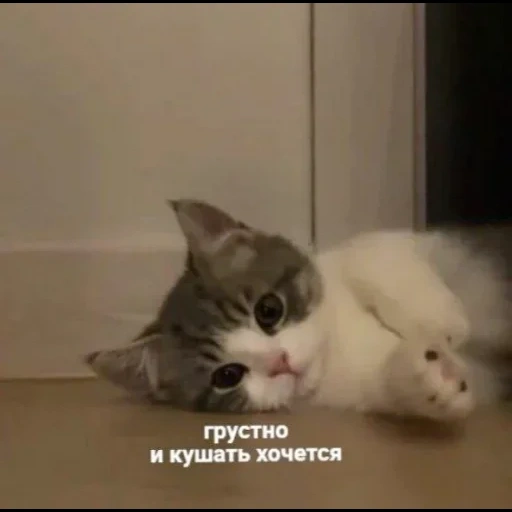 кот, кошка, котики, кошечка, кот безысходность