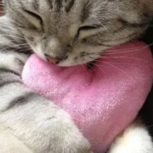 кошка, котики, спящий котенок, кот сердечками, кошка сердечком