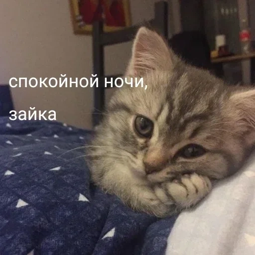 коты, котик, кошка, мемы котятами, милые мемы котами
