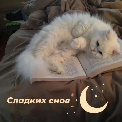 доброй ночи, сладких снов, сладких снов мем котом, доброй ночи светлых снов, спокойной ночи сладких снов