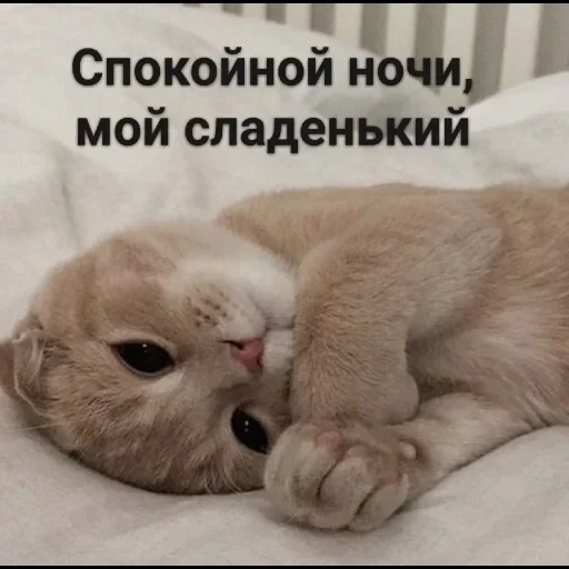 животные милые, спокойной ночи кот, спокойной ночи эля, котенок спокойной ночи, милые котики спокойной ночи