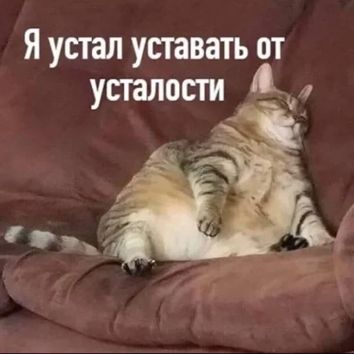 кот, кот банке, кот утром мем, кот наелся спит мем, я устал уставать от усталости