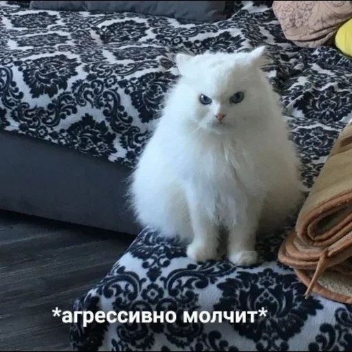 кот, кошка, котики, пушистый кот, белая кошка пушистая