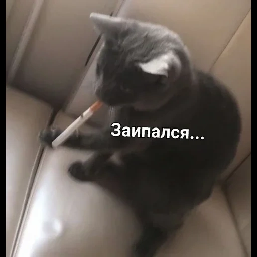 кот, коты, кошка, кот сигарой, крутые котики сигаретой