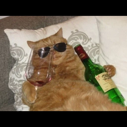 cat, пьяный кот, кот бутылкой, кот шампанское мем, коты бутылкой водки