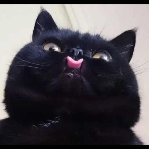 кот, черный кот, кошка черная, смешной черный кот, черный кот показывает язык